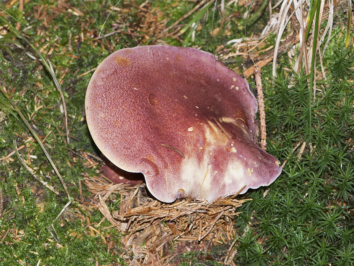 Tricholomopsis rutilans